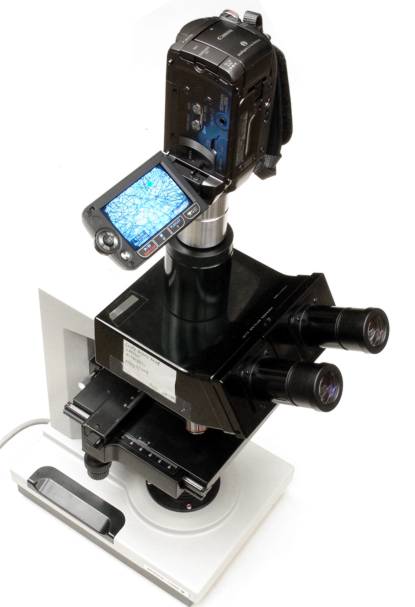 Canon HF200 video camera with C-mount adapter in use on a microscope trinocular