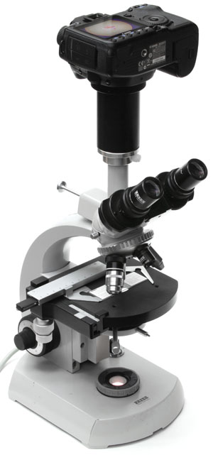 Digital SLR camera adapted to Zeiss Standard microscope via 25mm trinocular tube
and Nikon CF PL 2.5X eyepiece